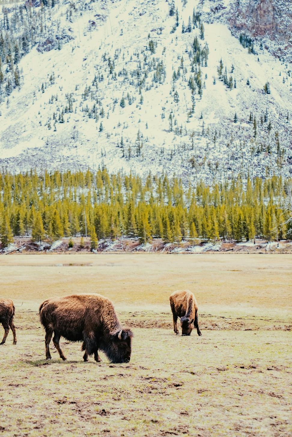 Wildlife Photography